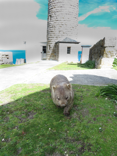 A very friendly wombat