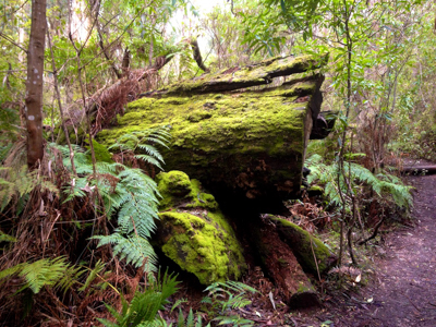 Moss-covered log