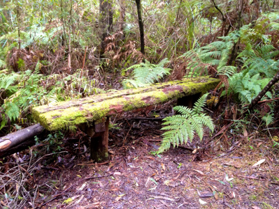 Moss-covered seat along the track