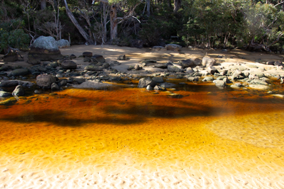 Creek at Sealers Cove