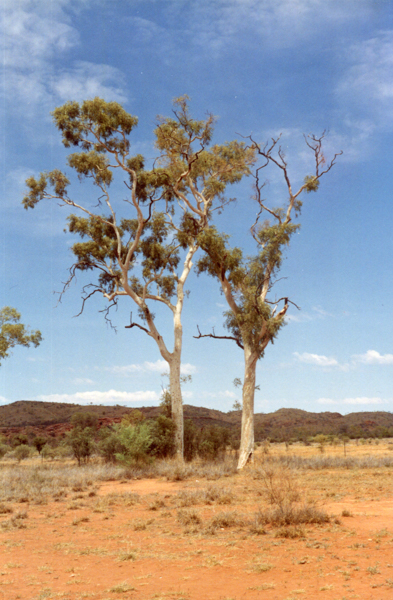 Albert Namatijira's twin ghost gums