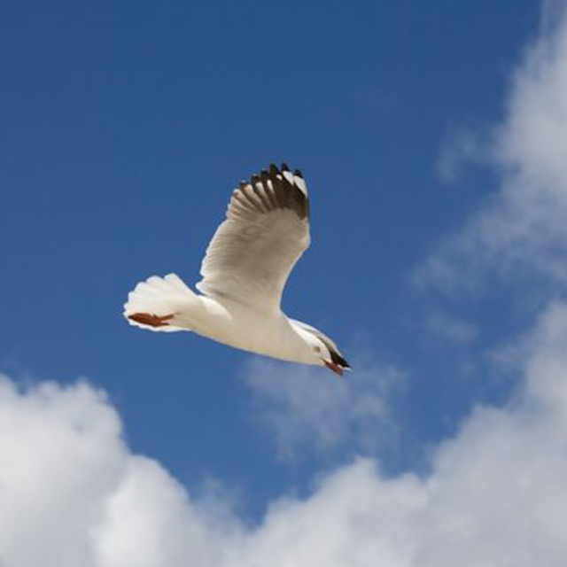 Seagull Flying